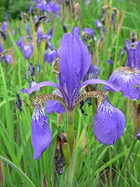 Iris flowers